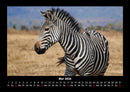 Zebrazauber Fotokalender 2026 - 5