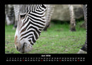 Zebrazauber Fotokalender 2026 - 6