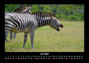 Zebrazauber Fotokalender 2026 - 7