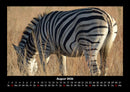 Zebrazauber Fotokalender 2026 - 8