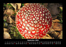 Pilzkalender Fotokalender 2026 - 9