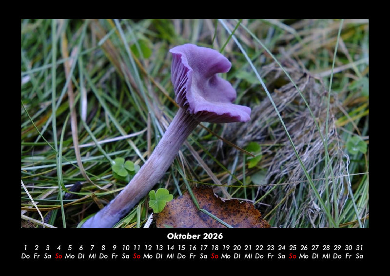 Pilzkalender Fotokalender 2026 - 10