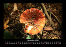 Pilzkalender Fotokalender 2026 - 11