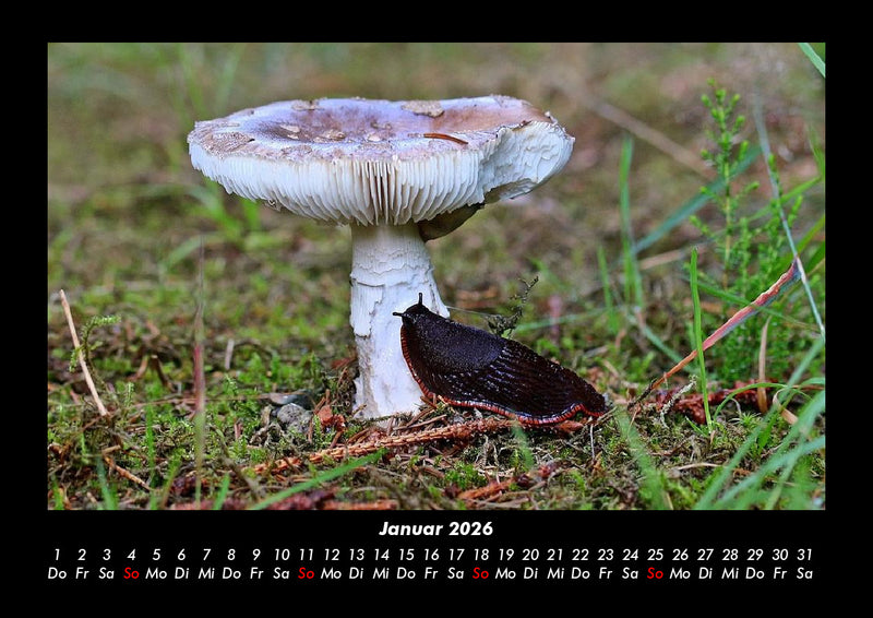 Pilzkalender Fotokalender 2026 - 1