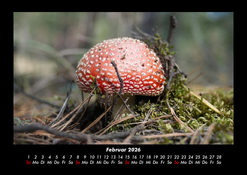 Pilzkalender Fotokalender 2026 - 2