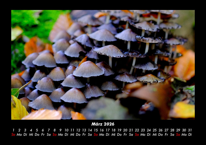 Pilzkalender Fotokalender 2026 - 3