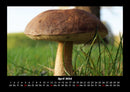 Pilzkalender Fotokalender 2026 - 4