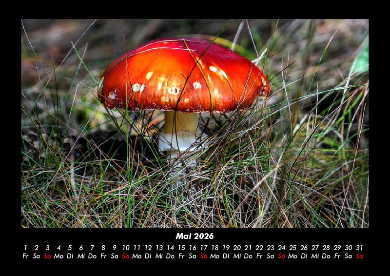 Pilzkalender Fotokalender 2026 - 5