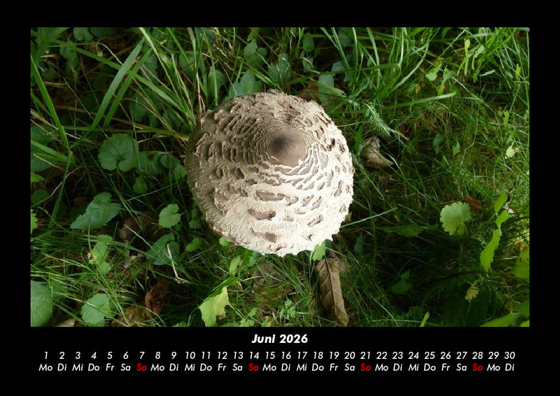 Pilzkalender Fotokalender 2026 - 6