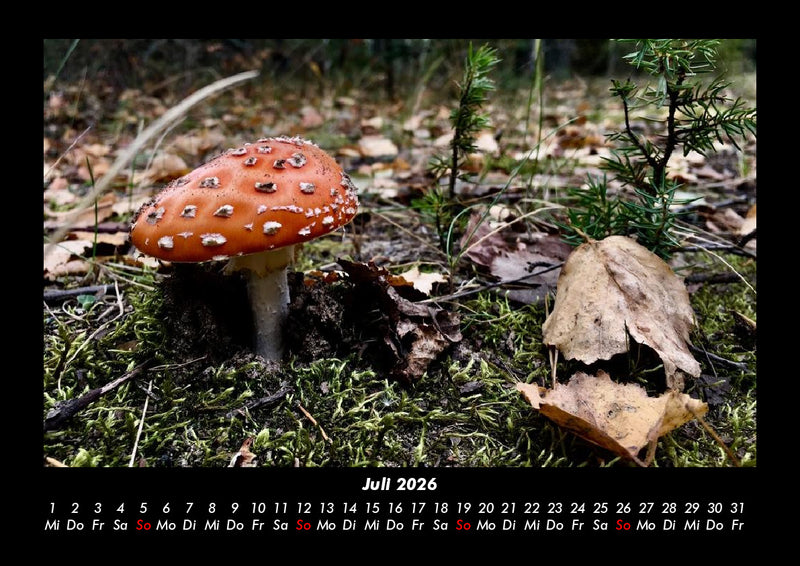 Pilzkalender Fotokalender 2026 - 7
