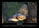 Pilzkalender Fotokalender 2026 - 8
