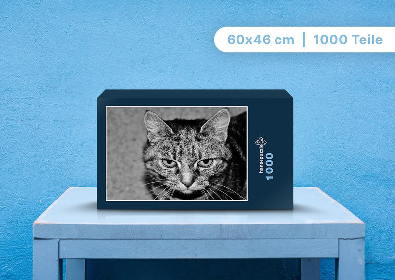 90355 Tierwelt - Katze