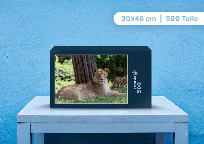 91611 Natur - Löwe