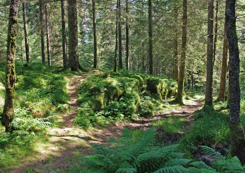 67127 Natur - Wald