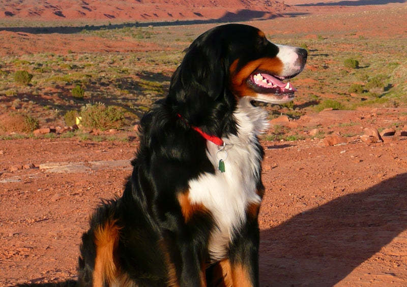 59324 Tierwelt - Berner Sennenhund Puzzle