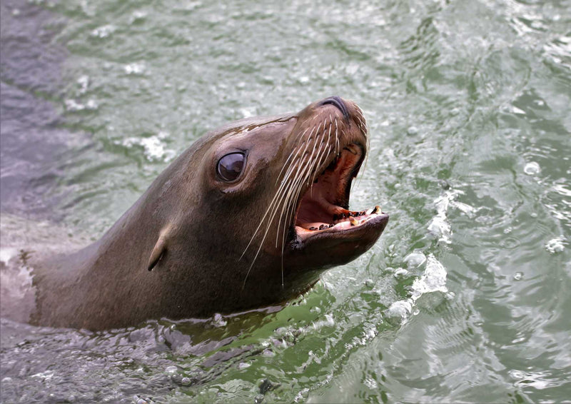 90632 Tierwelt - Seelöwe