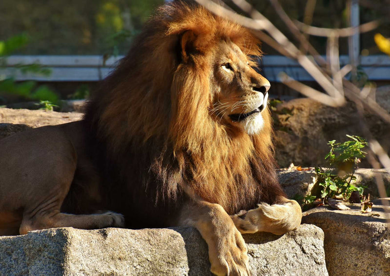 93651 Tierwelt - Löwe