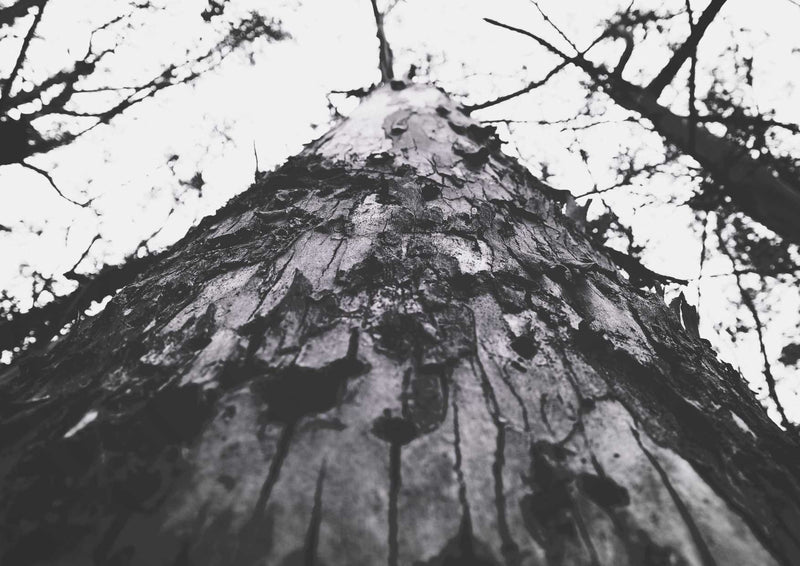 90264 Natur - Baum