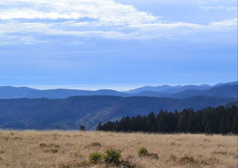 46586 Natur - Schwarzwald Puzzle