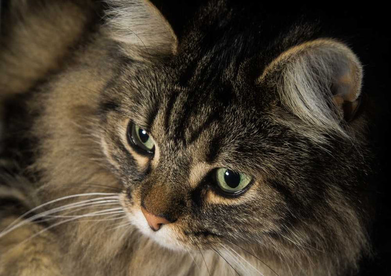 66477 Tierwelt - Katze Puzzle