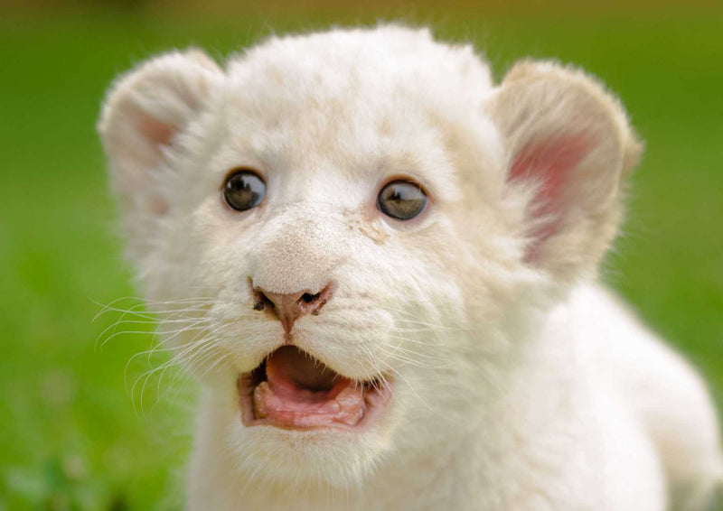 91335 Tierwelt - Baby Löwe