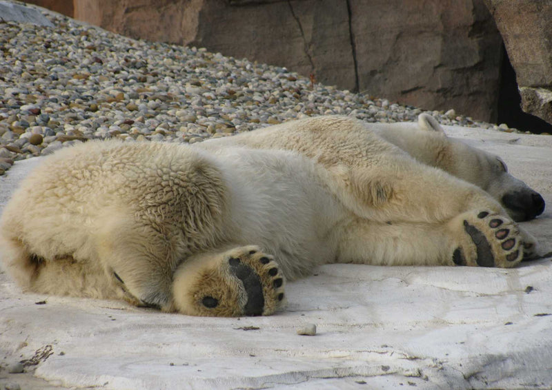 94119 Tierwelt - Eisbär