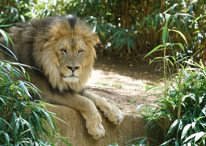93553 Tierwelt - Löwe