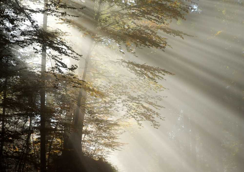 49230 Natur - Sonnenstrahl Puzzle
