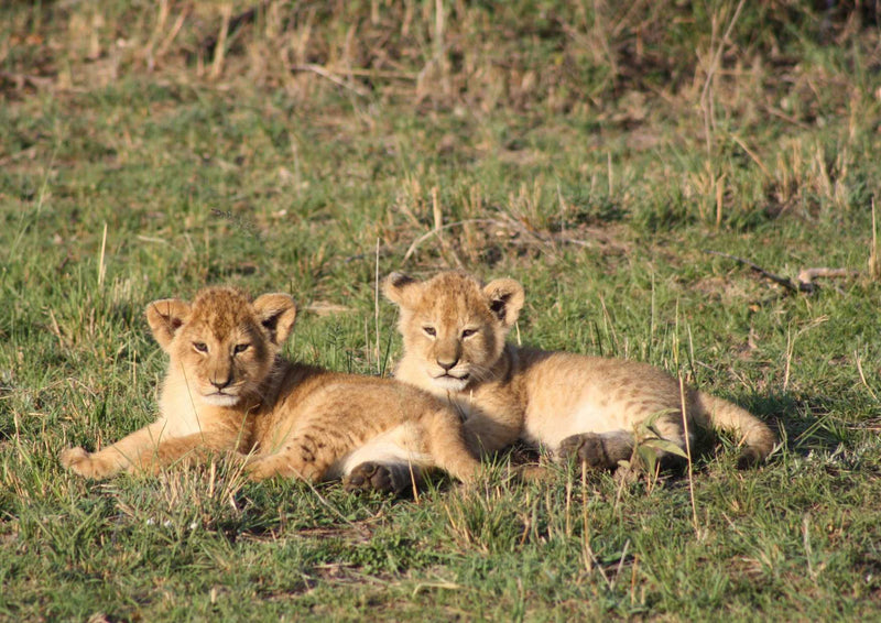 91131 Tierwelt - Löwenbabys