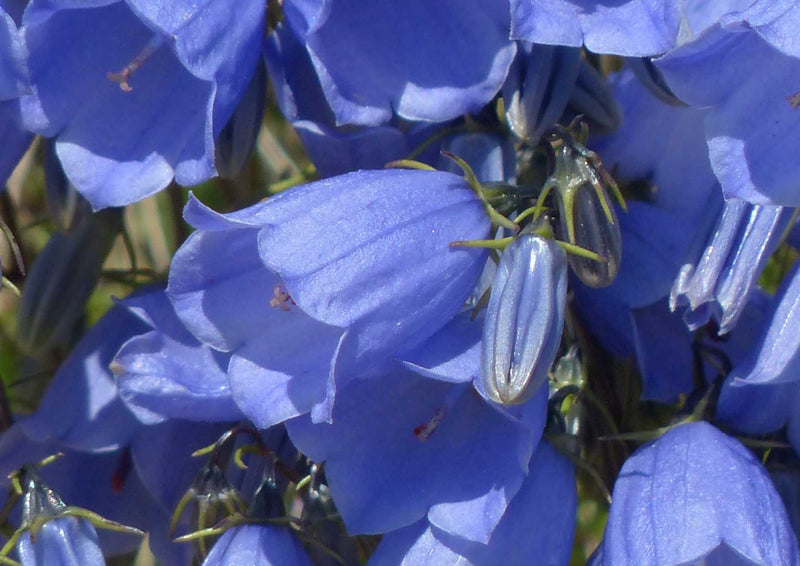 91613 Natur - Zwerg Glockenblume