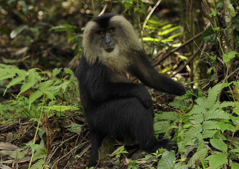 91543 Tierwelt - Affe