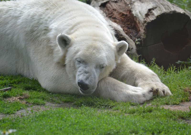 93613 Tierwelt - Eisbär