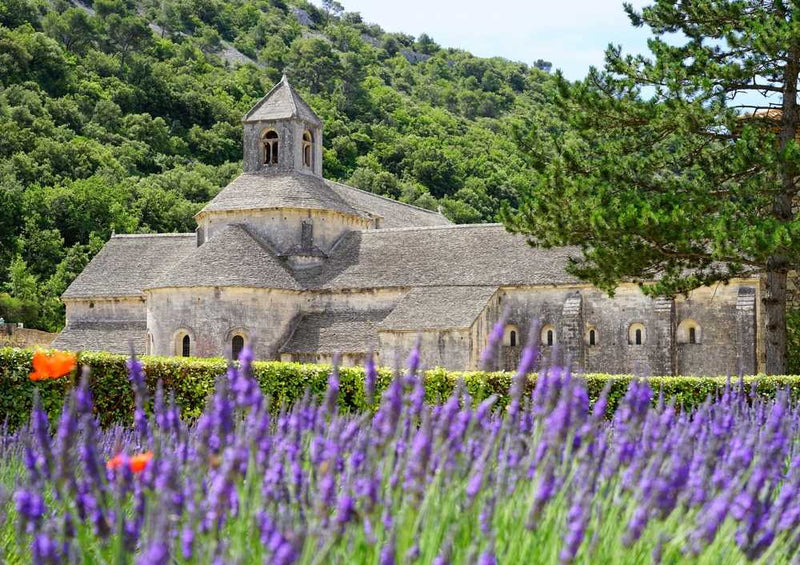 63778 Natur - Lavendel