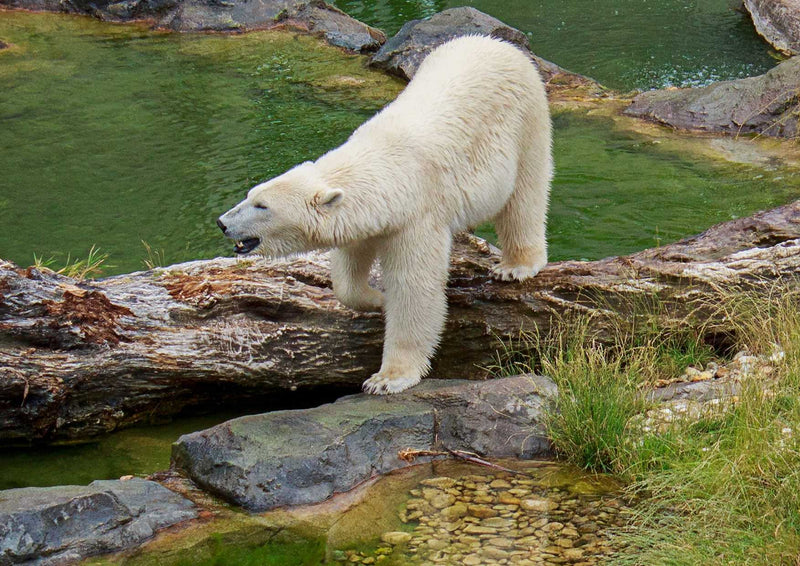 93231 Tierwelt - Eisbär