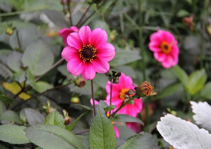 50637 Natur - Blumenwiese Puzzle