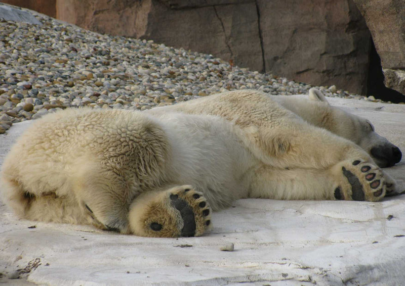 93320 Tierwelt - Eisbär