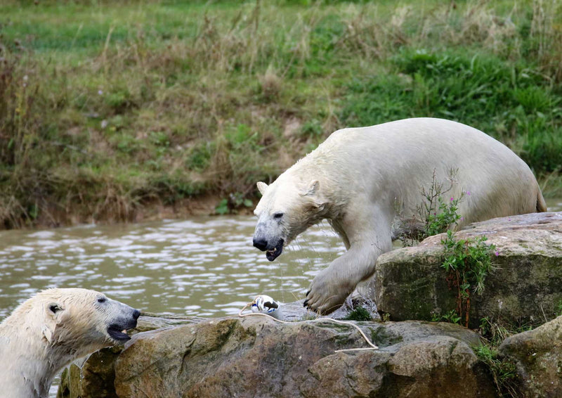 94065 Tierwelt - Eisbären