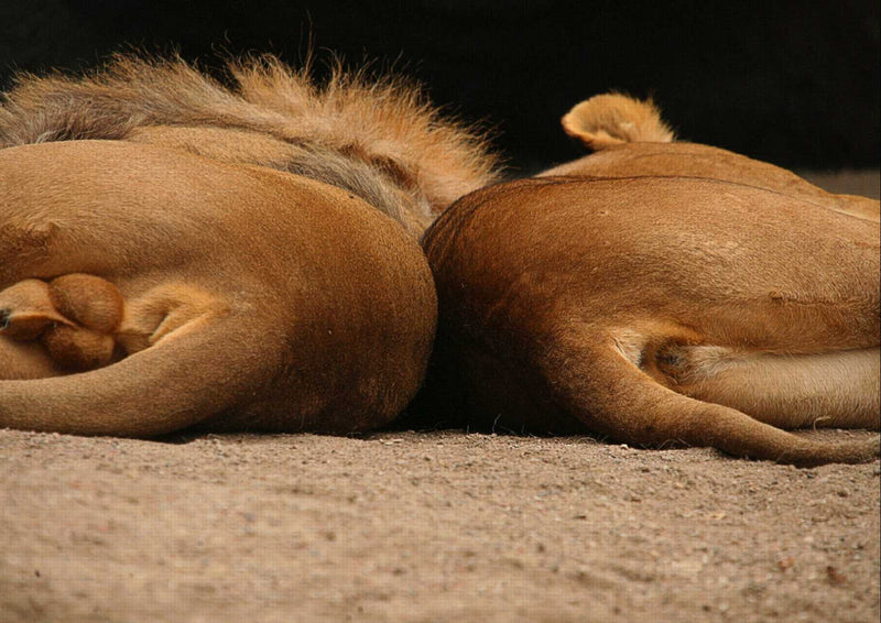 89451 Tierwelt - Löwenpaar