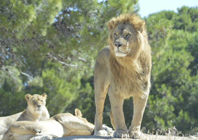92847 Tierwelt - Löwen