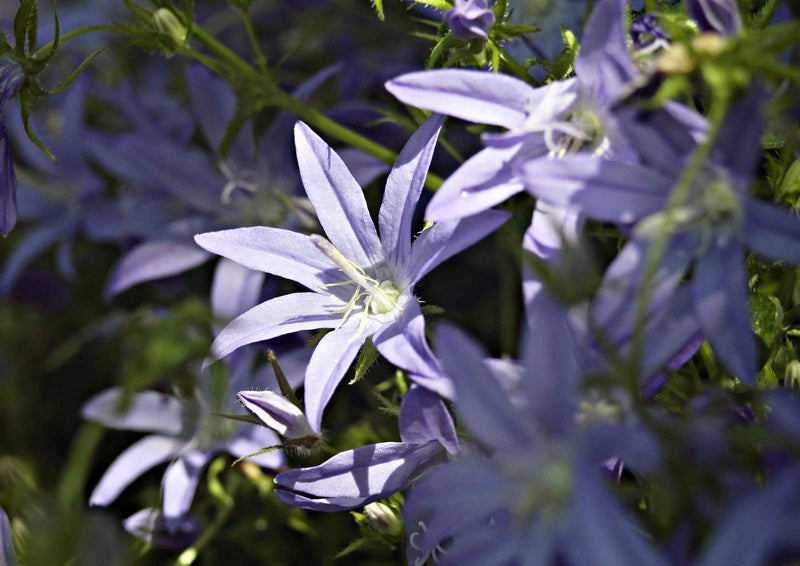 89972 Natur - Glockenblume