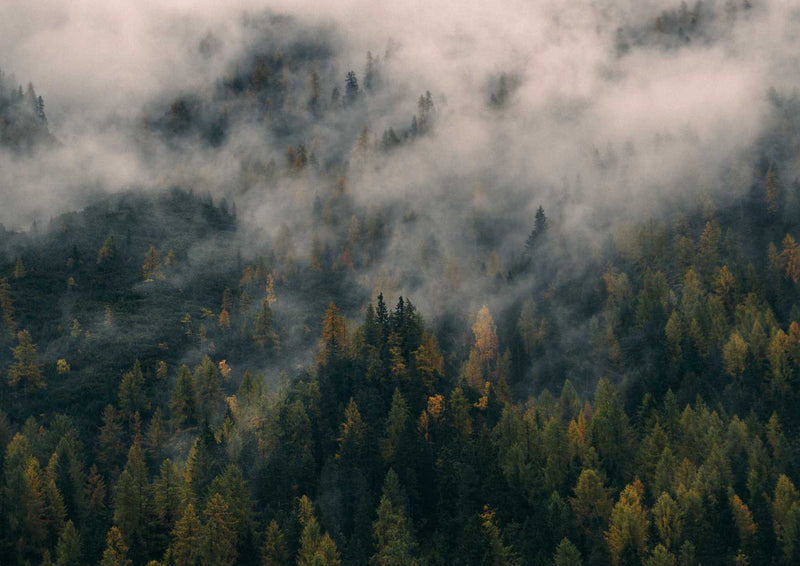90370 Natur - Tannenwald