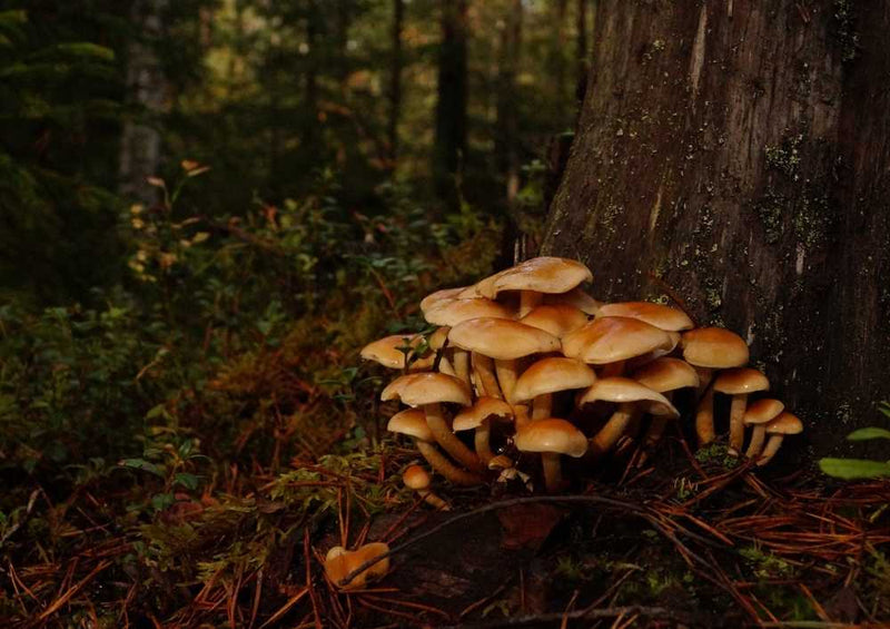 50566 Natur - Wald Puzzle
