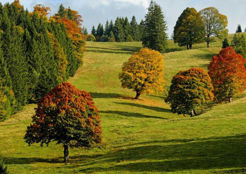 49616 Natur - Herbstwald Puzzle