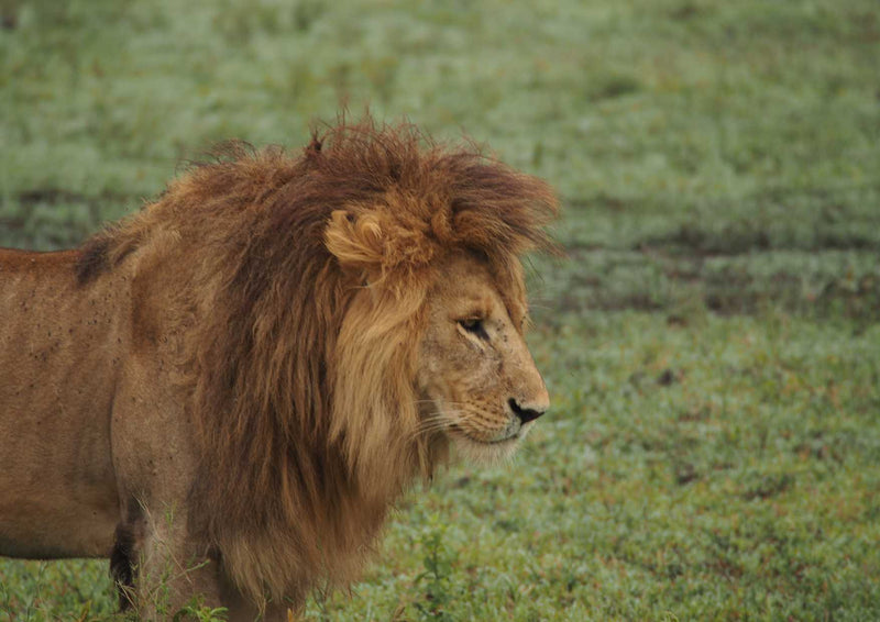 92329 Tierwelt - Afrikanischer Löwe