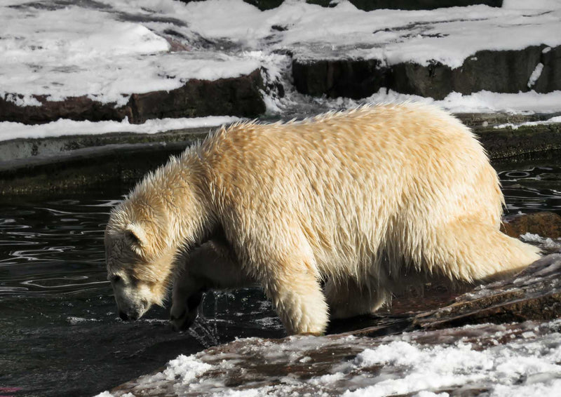 94140 Tierwelt - Eisbär