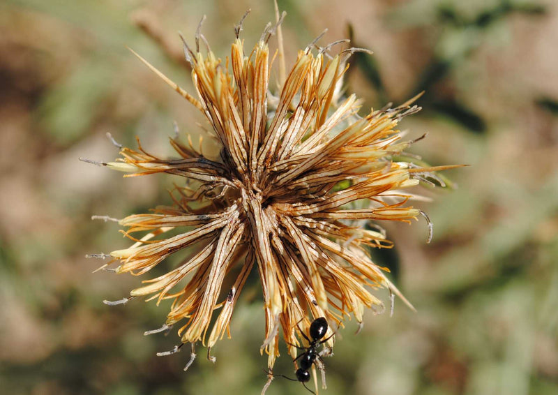 91571 Natur - Löwenzahn