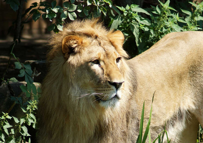 90515 Tierwelt - Löwe
