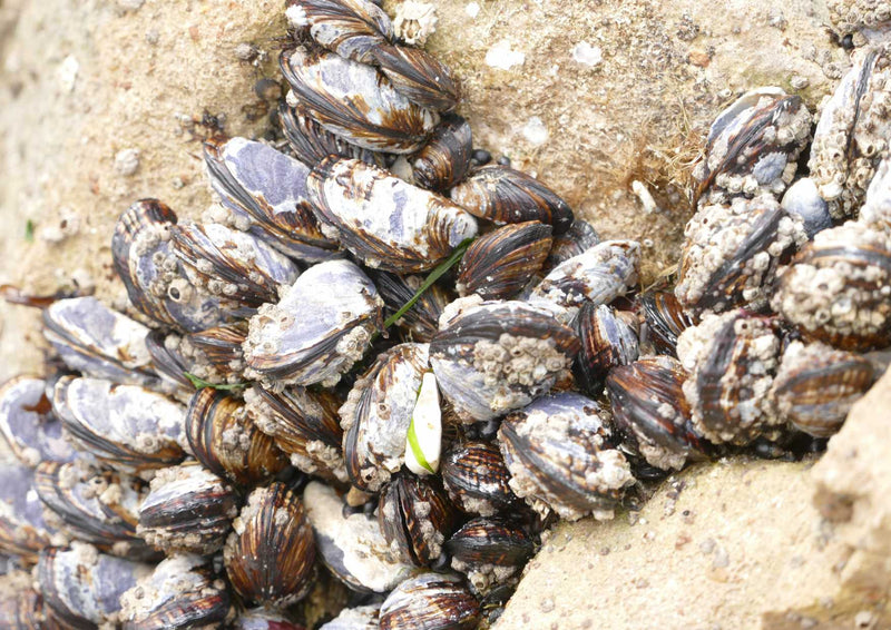 89827 Natur - Miesmuscheln