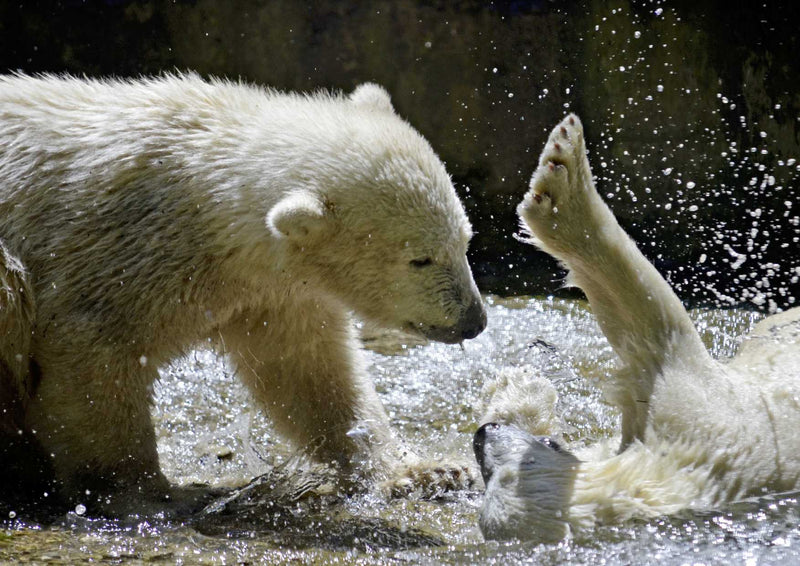 94115 Tierwelt - Eisbären