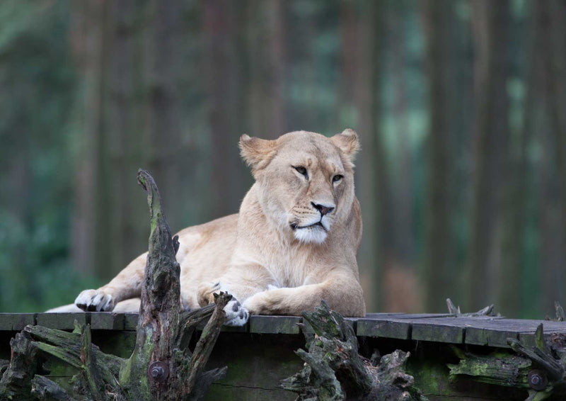 90481 Tierwelt - Löwin